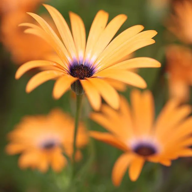 African Daisy Seeds - Image 5