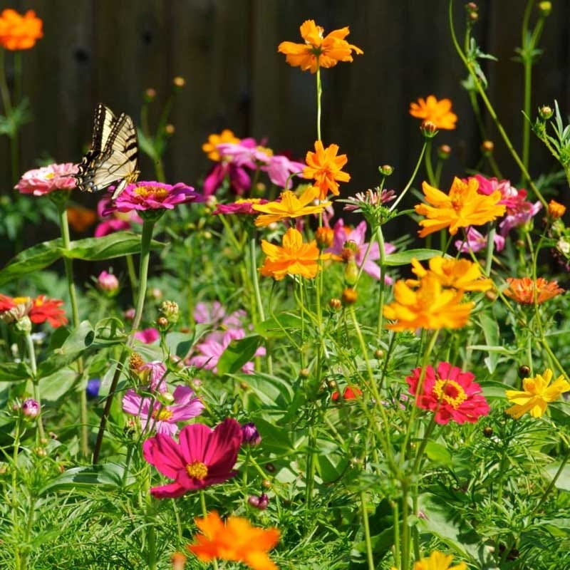 All Annual Bold Color Wildflower Seed Mix - Image 2