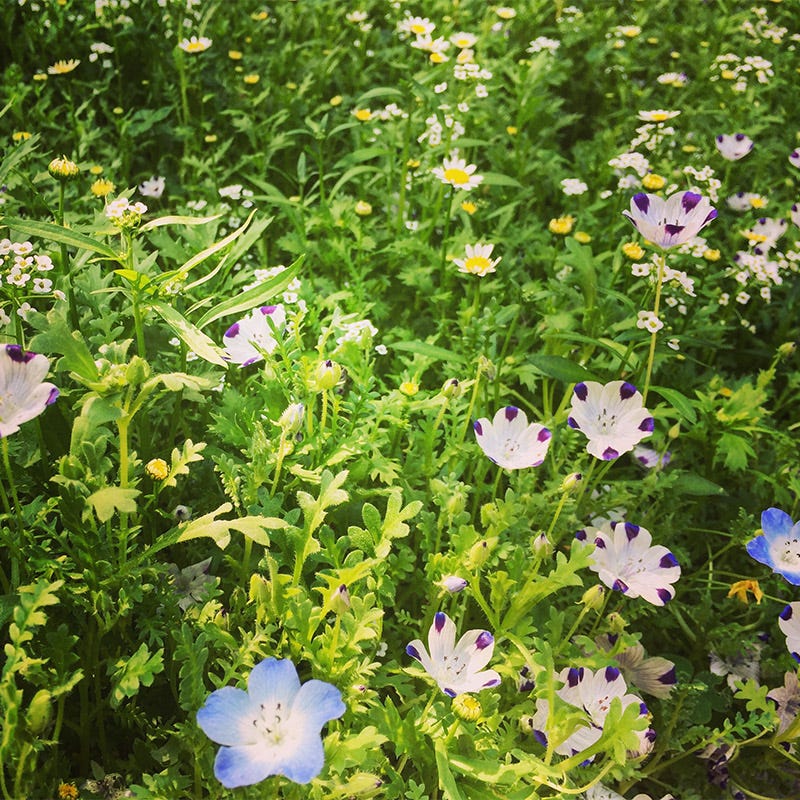 Alternative Lawn Wildflower Seed Mix - Image 3