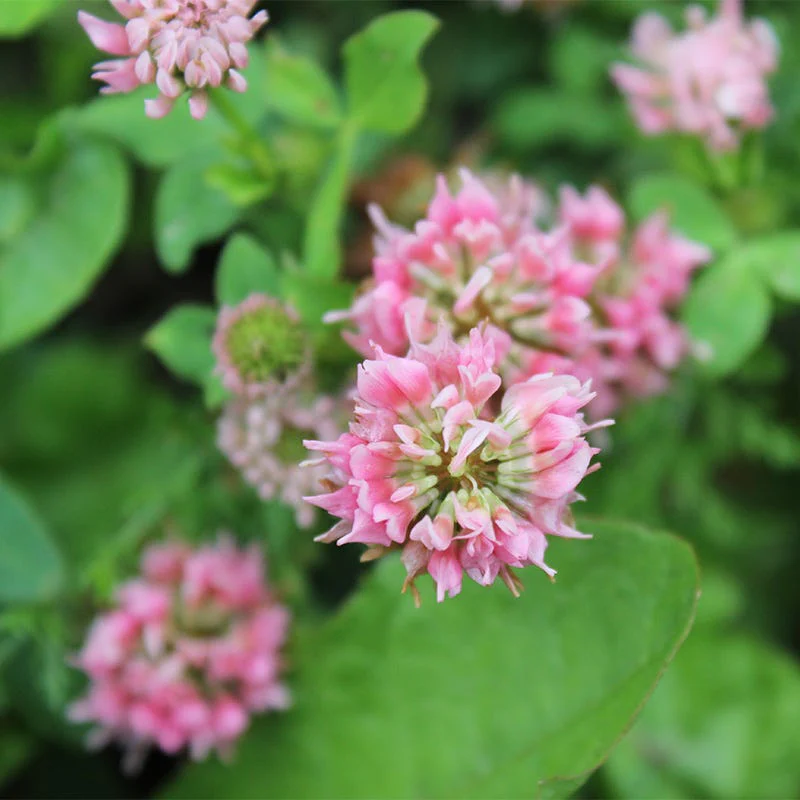 Alternative Lawn Wildflower Seed Mix - Image 5