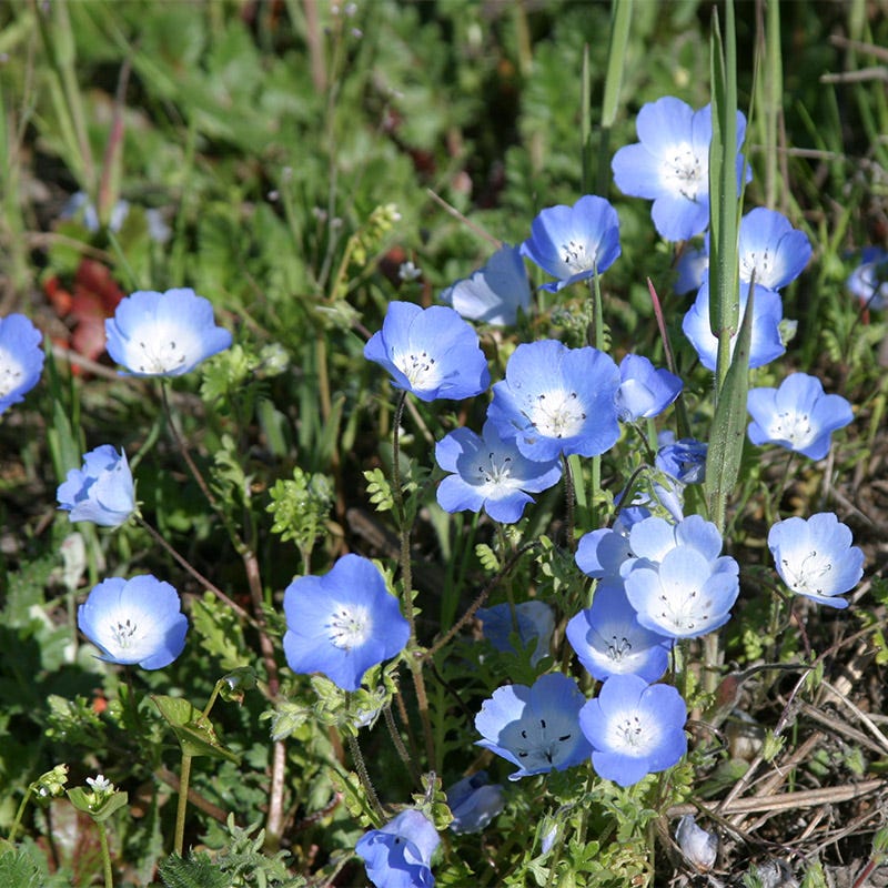 Alternative Lawn Wildflower Seed Mix - Image 6
