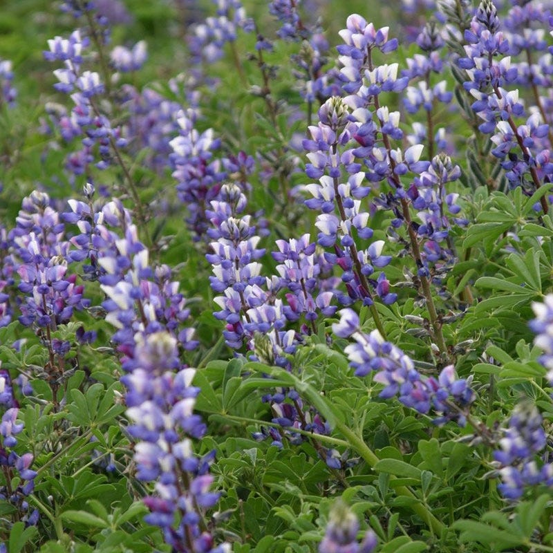 Arroyo Lupine Seeds