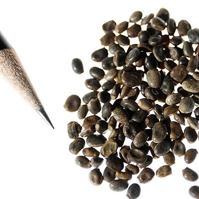 Arroyo Lupine Seeds - Image 5