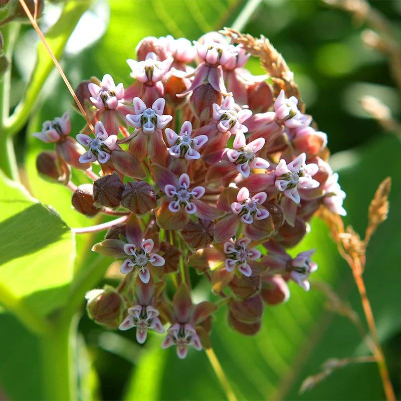 Common Milkweed Seeds - Image 3