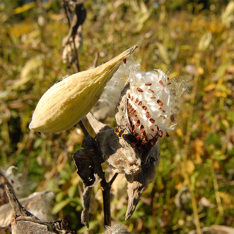 Common Milkweed Seeds - Image 5