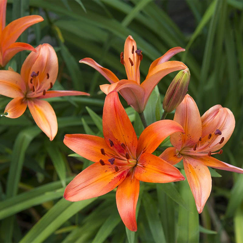 Matrix® Asiatic Lily Bulbs - Image 2