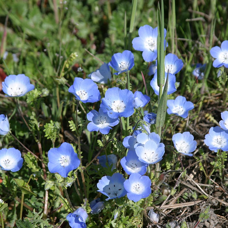Baby Blue Eyes Seeds - Image 2