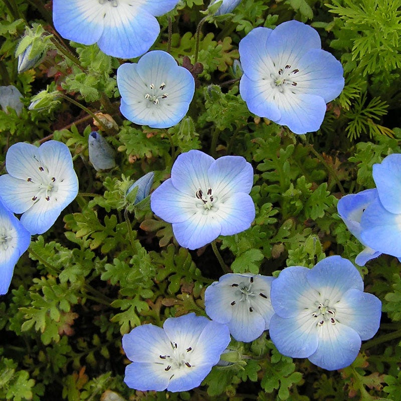 Baby Blue Eyes Seeds - Image 4