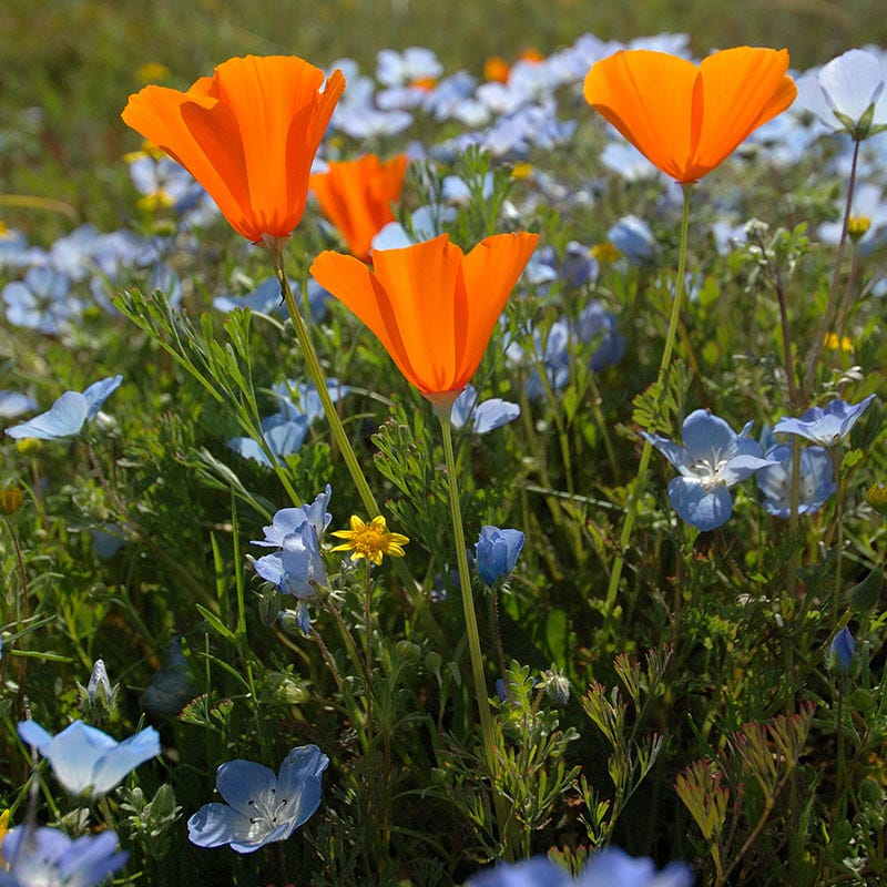 Baby Blue Eyes Seeds - Image 6