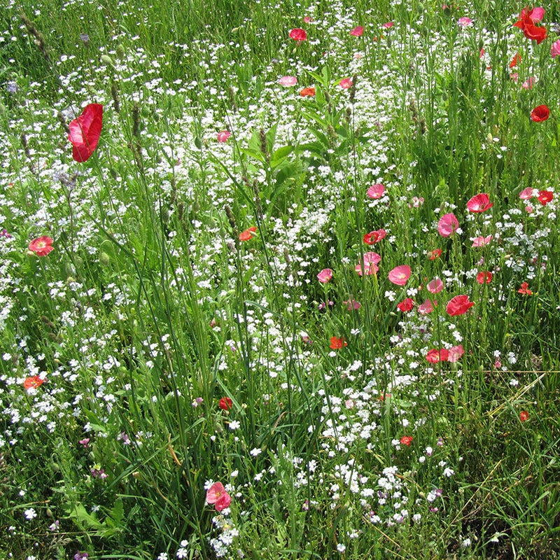 Baby's Breath Seeds - Image 3