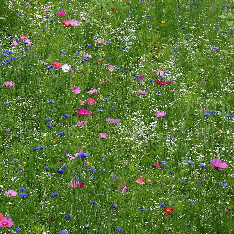 Baby's Breath Seeds - Image 5
