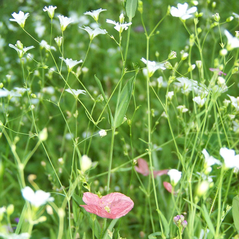 Baby's Breath Seeds - Image 8