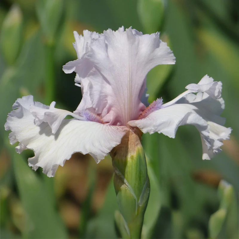 Air Time Bearded Iris - Image 2