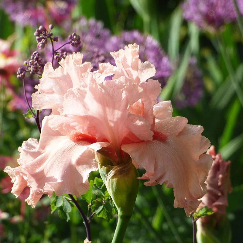 Angel's Rest Bearded Iris - Image 2