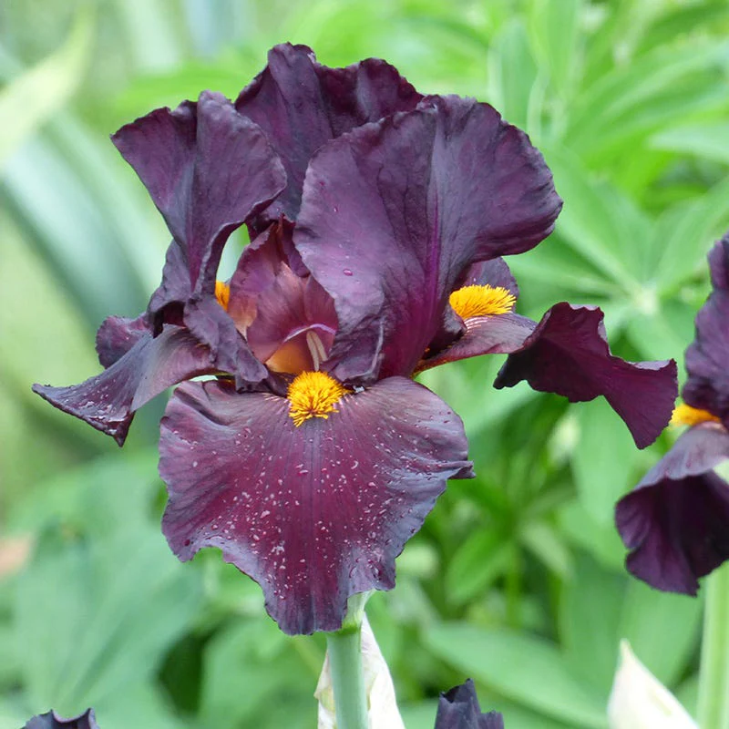 Awakening Embers Bearded Iris - Image 2