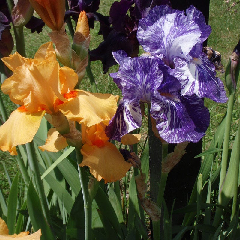 Batik Bearded Iris - Image 3