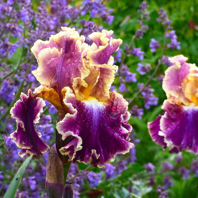 Berry Spice Bearded Iris Collection - Image 2