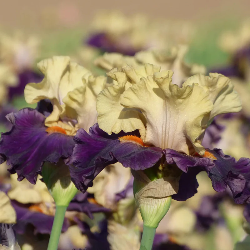 Centurion Suit Bearded Iris - Image 2