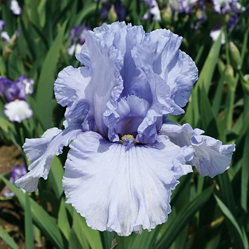 Coastal Blues Bearded Iris Collection - Image 2