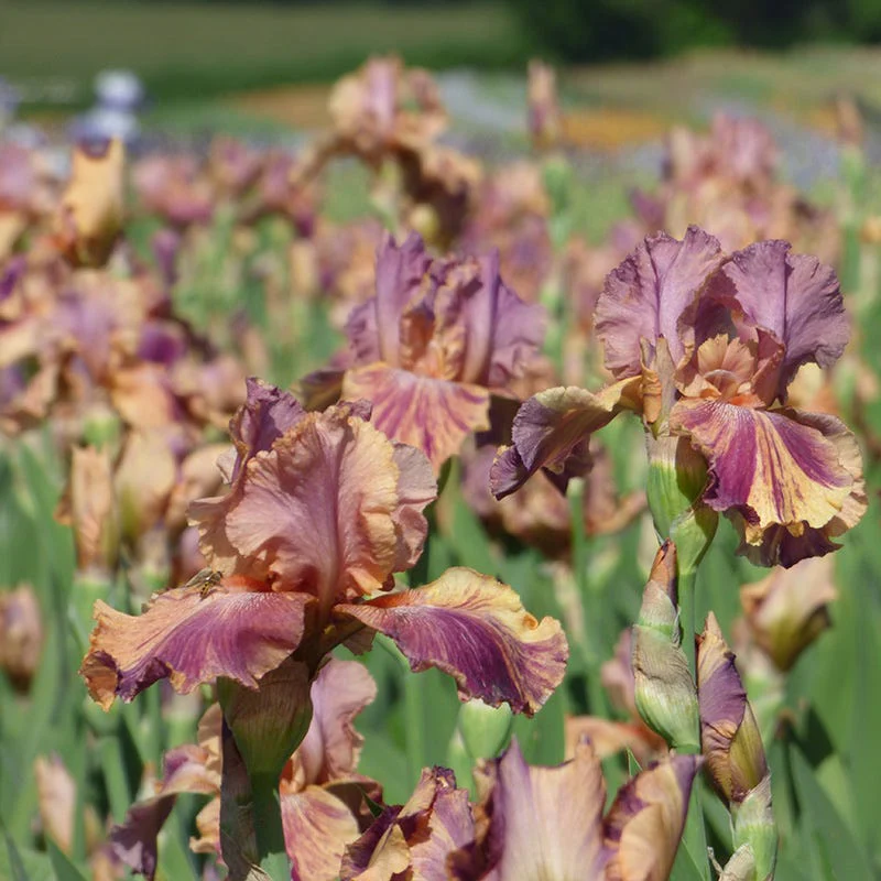 Coyote Ugly Bearded Iris - Image 3