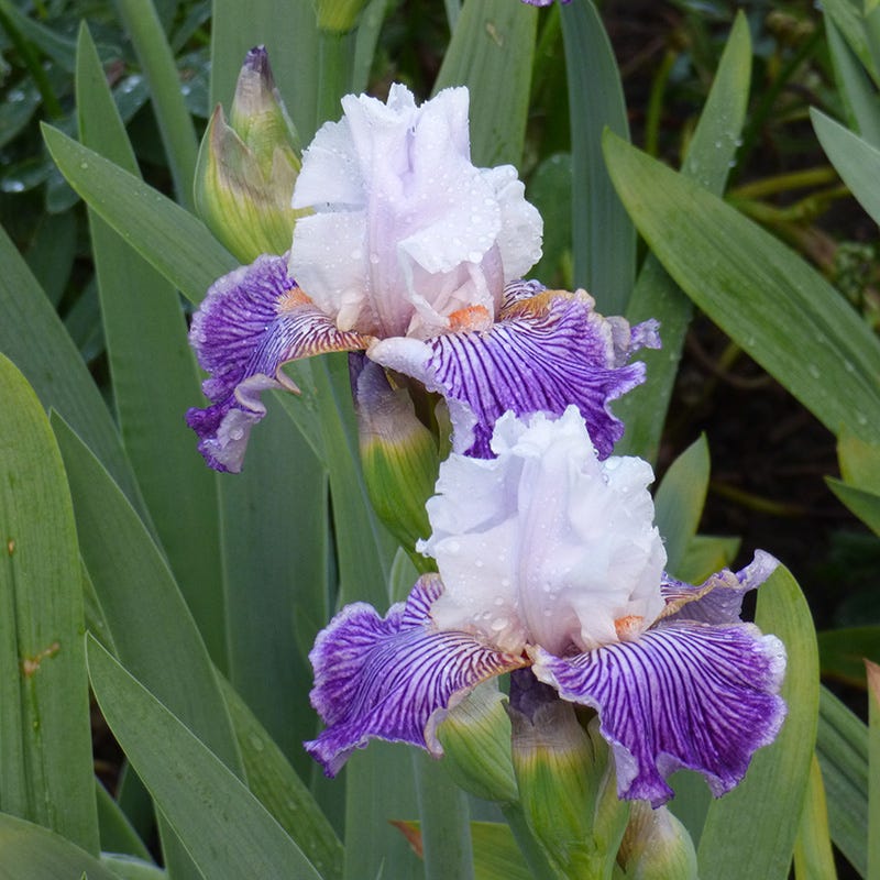 Crow's Feet Bearded Iris - Image 2