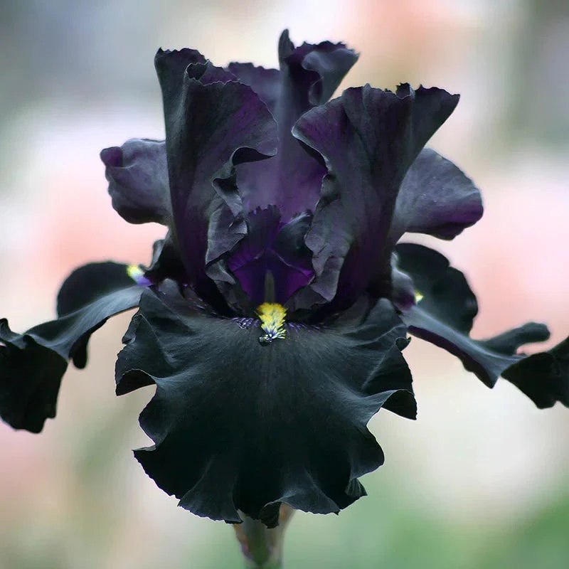 Crystal Ball Bearded Iris Collection - Image 4