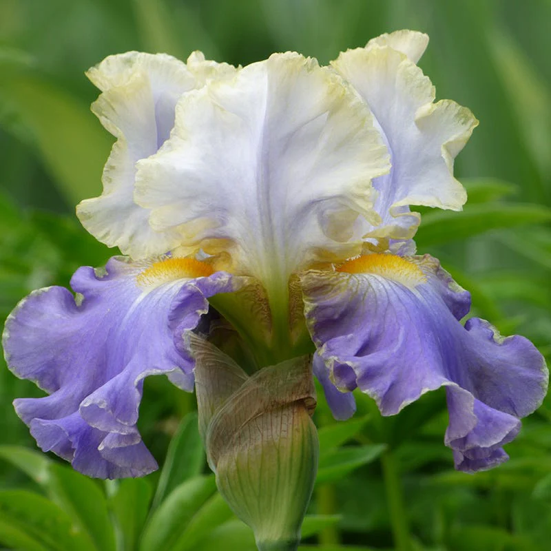 Deer Resistant Bearded Iris Collection - Image 5