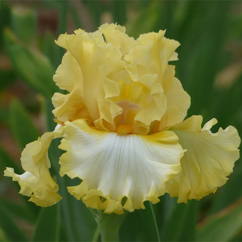 Diamond Broker Bearded Iris