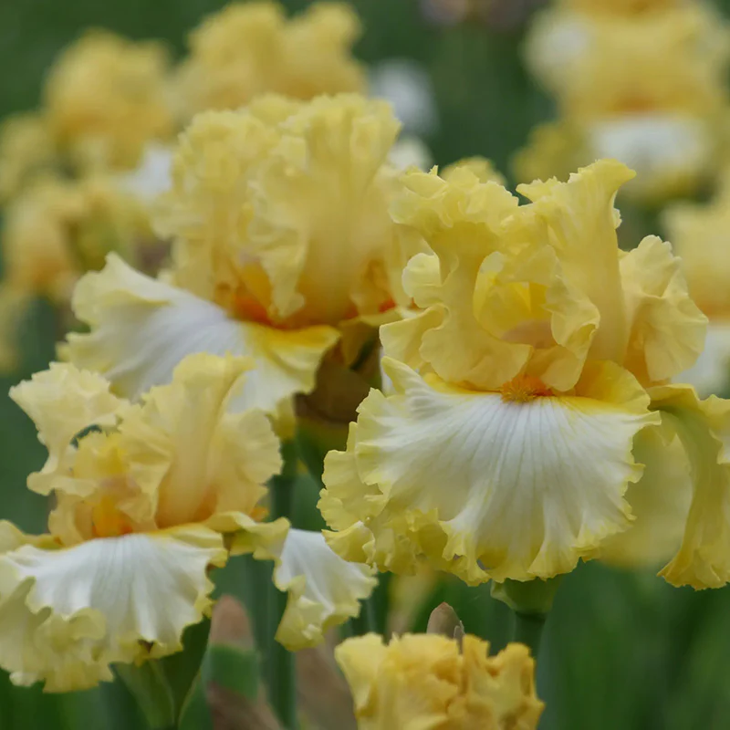 Diamond Broker Bearded Iris - Image 2