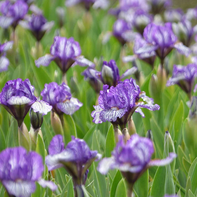 Along The Lines Dwarf Bearded Iris - Image 2