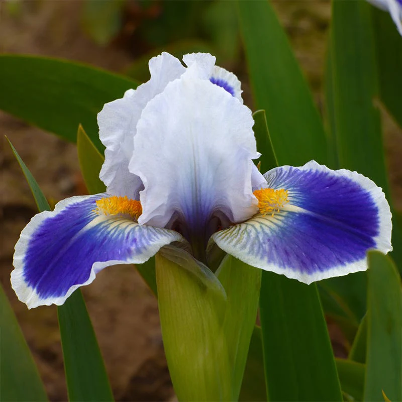 Baby Bruin Dwarf Bearded Iris