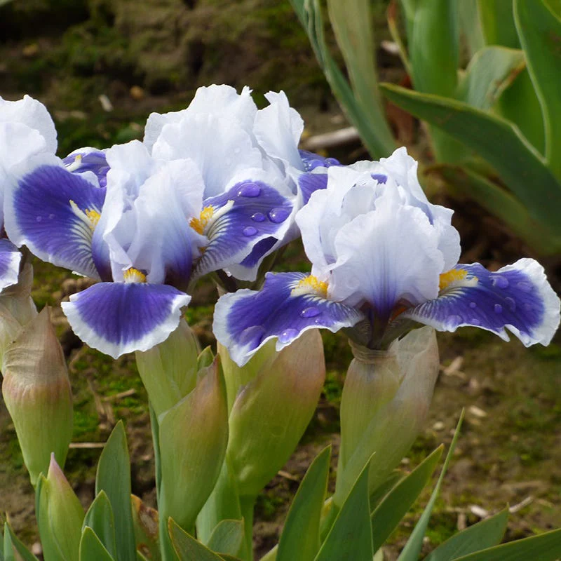 Baby Bruin Dwarf Bearded Iris - Image 3
