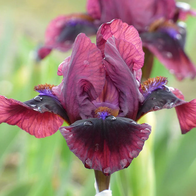 Brooklyn Dwarf Bearded Iris