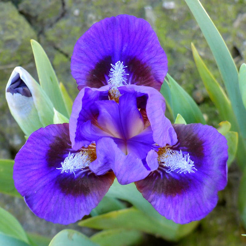 Frodo Dwarf Bearded Iris