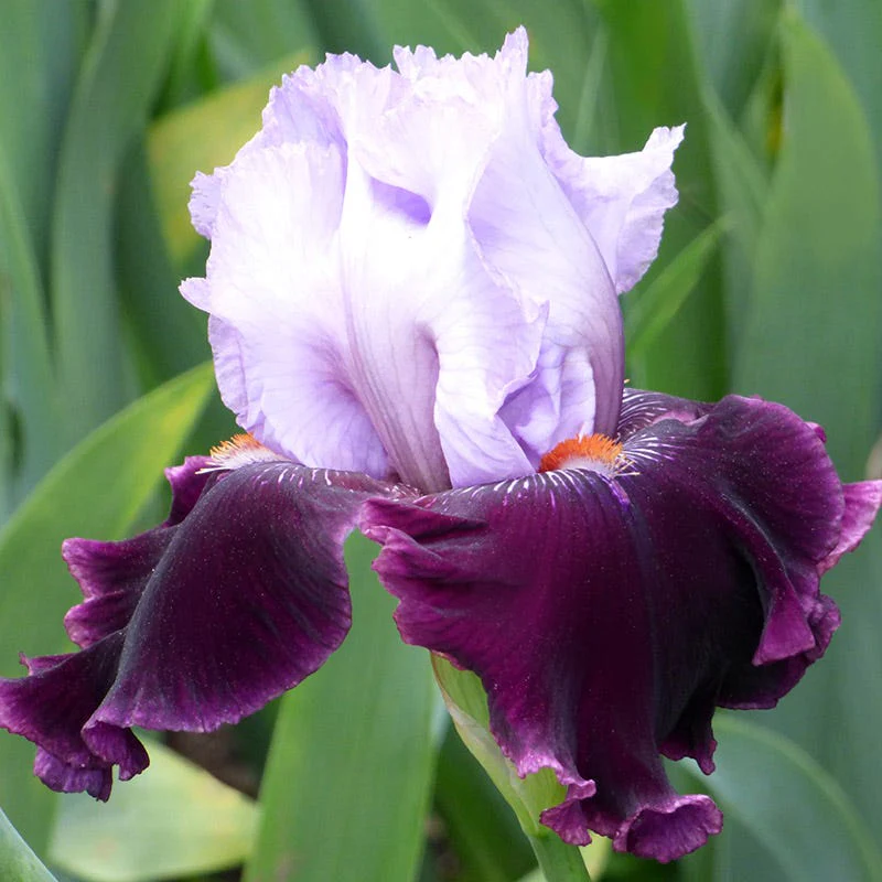 Crystal Ball Bearded Iris Collection - Image 2