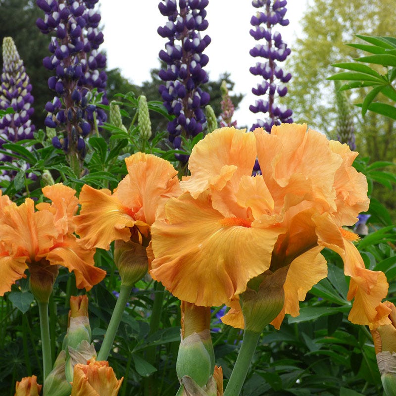 Perennials and Bulbs On Sale