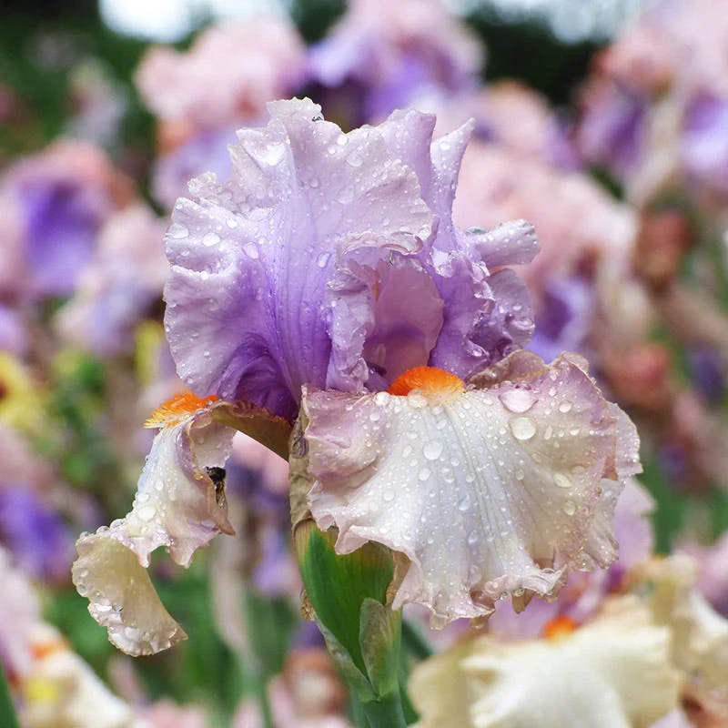 Ethereal Bearded Iris Collection - Image 2