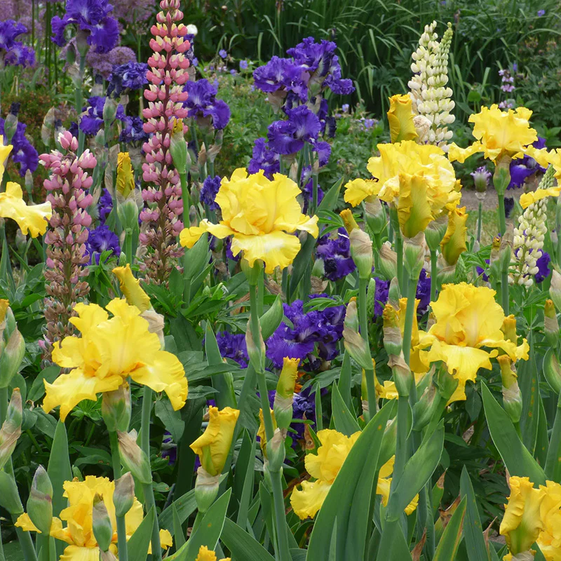 Gatsby Bearded Iris - Image 2