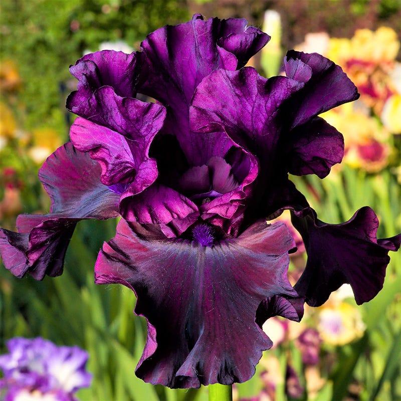 Gothic Spring Bearded Iris Collection - Image 4