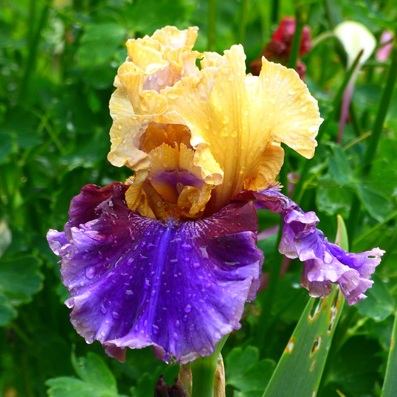 Hawaiian Sunset Bearded Iris Collection - Image 4