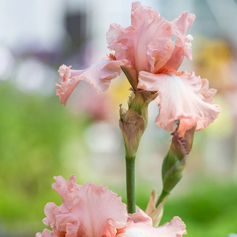 I Pink I Can Bearded Iris - Image 2