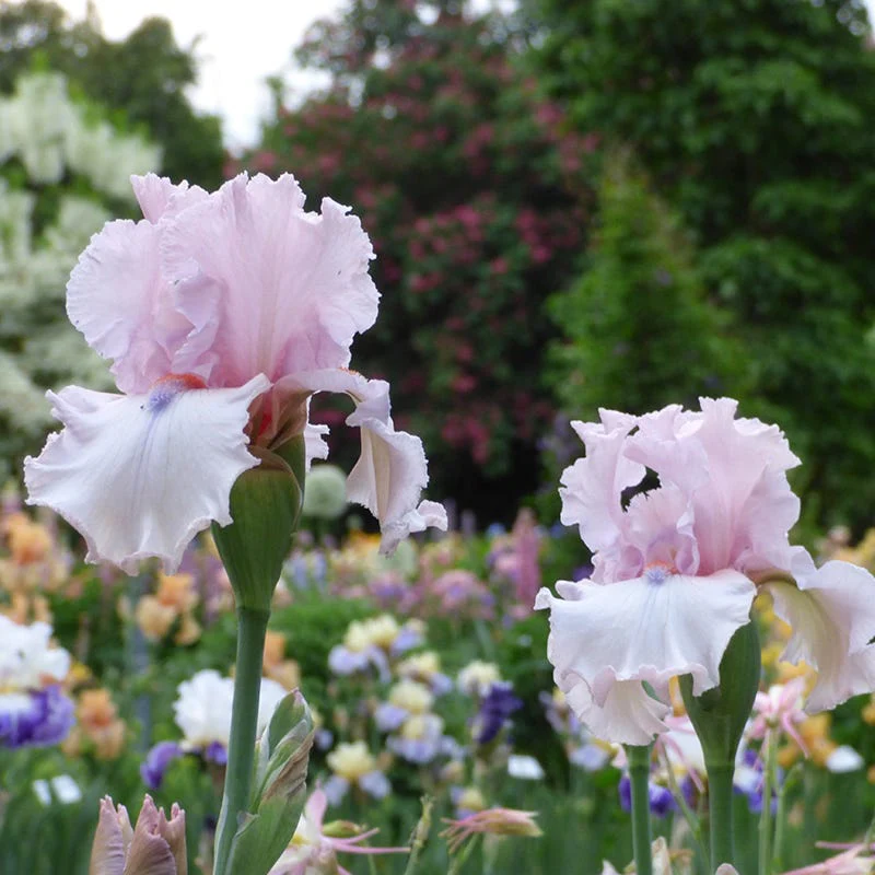 Island Blush Bearded Iris - Image 2