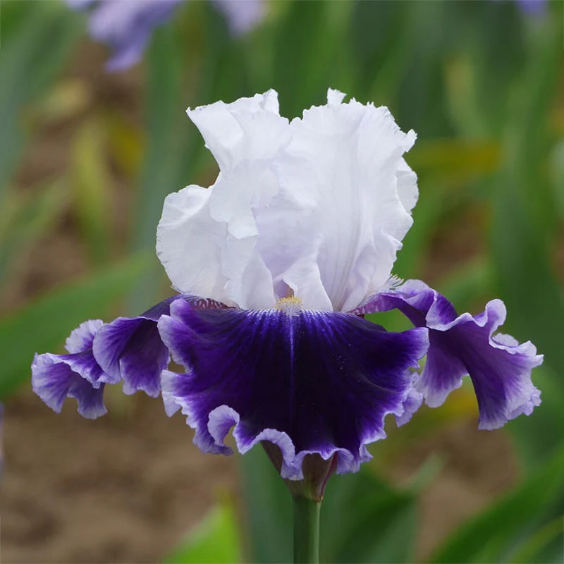 Crystal Ball Bearded Iris Collection - Image 6