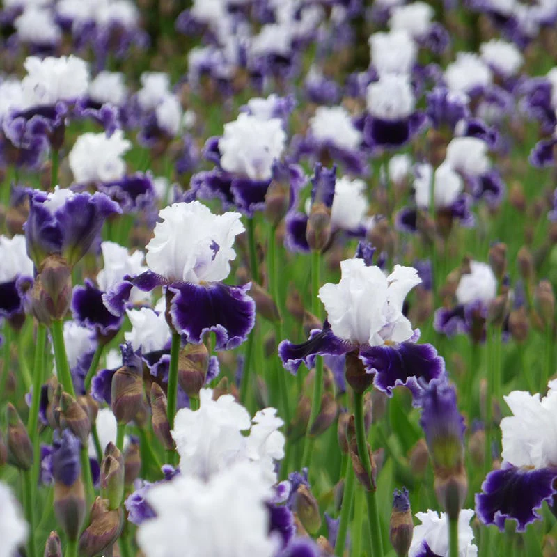 Local Ocean Bearded Iris - Image 2