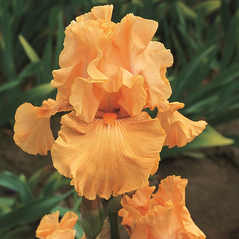 Mango Entrée Bearded Iris