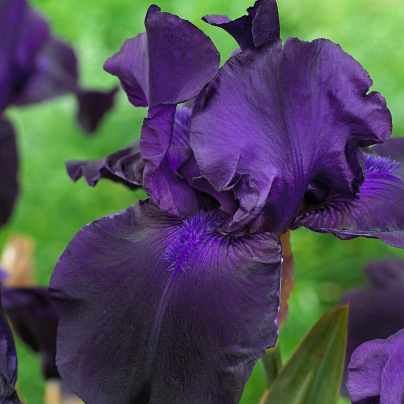 Matinata Bearded Iris - Image 2