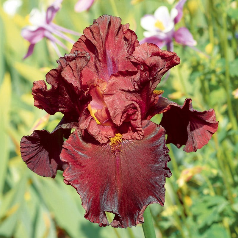 Perennials On Sale
