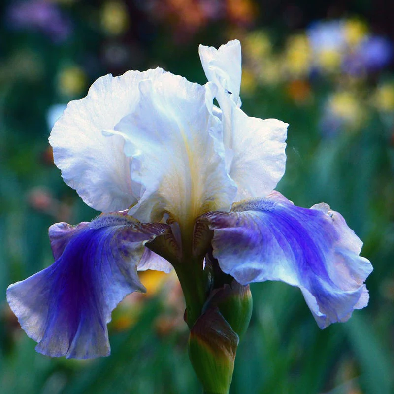 Reblooming Bearded Iris Collection - Image 4