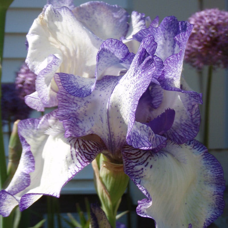 Hemstitched Reblooming Bearded Iris - Image 2