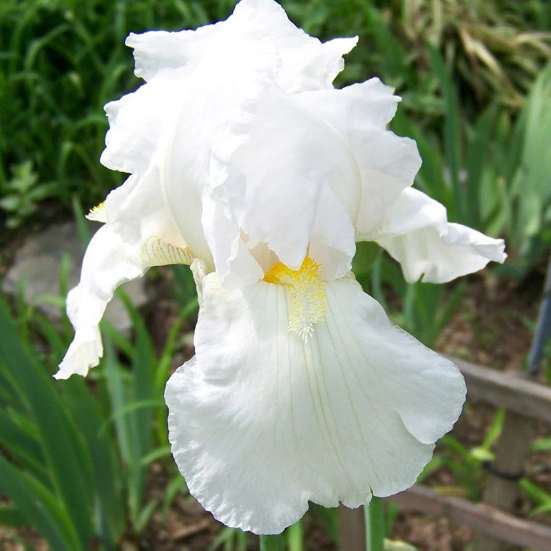 Immortality Reblooming Bearded Iris